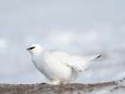 Rock Ptarmigan-during winter in the tundra of Svalbard in Van Mijenfjorden National Park Norway Art Print